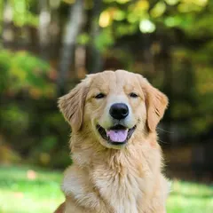 Golden retriever in a park
